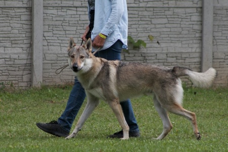 Akim Dunajský vlk